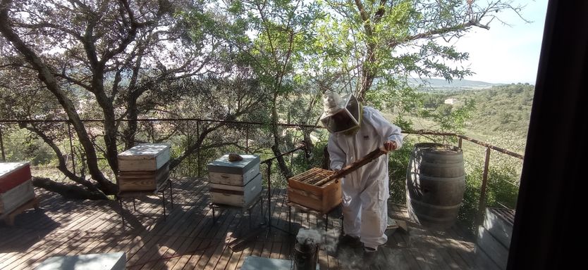 Ouverture d'une ruche en activité